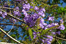 Plancia ëd Jacaranda caucana Pittier