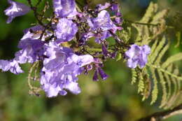 Plancia ëd Jacaranda caucana Pittier