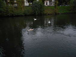 Image of Mute Swan