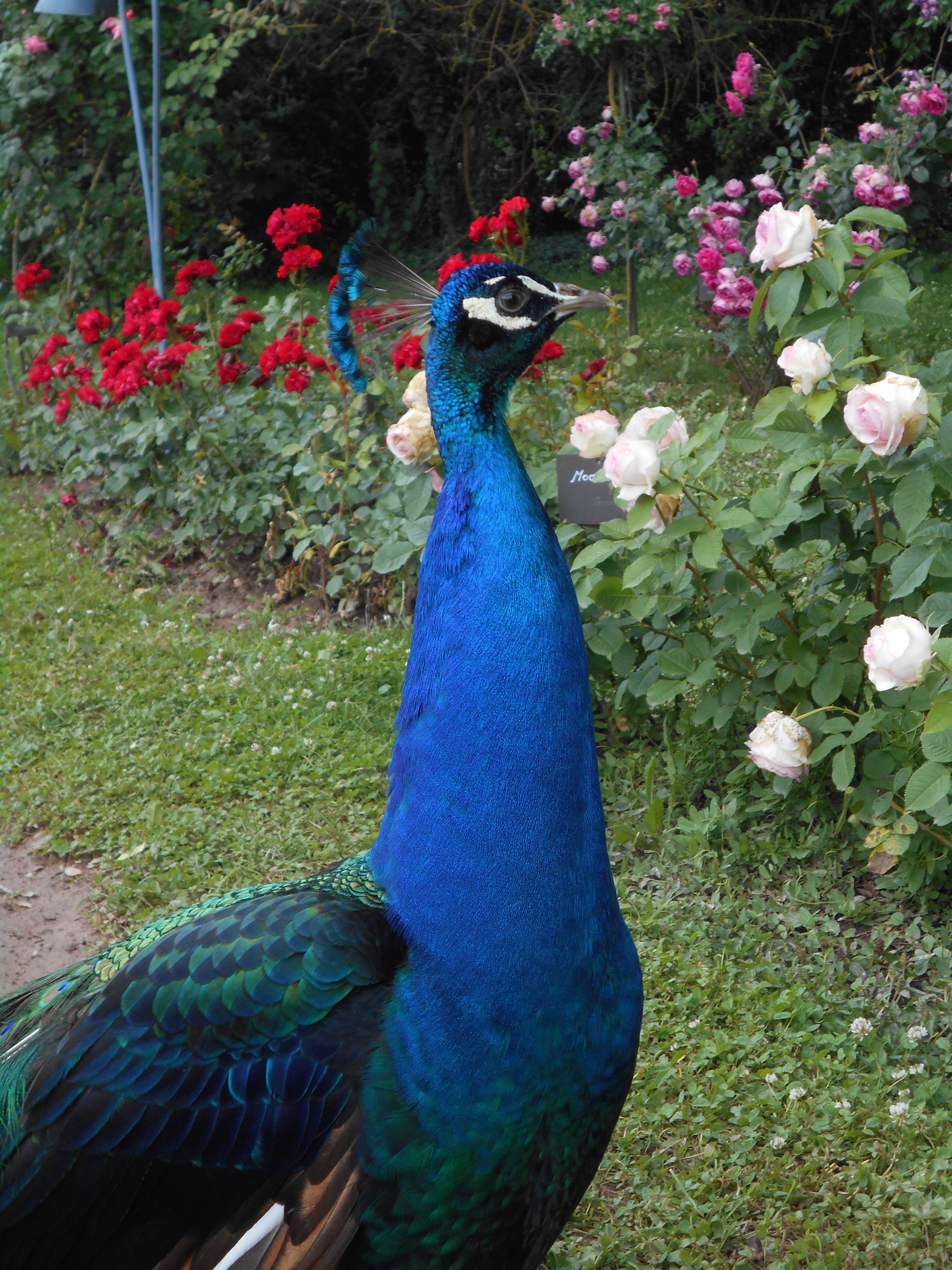 Image of Asiatic peafowl