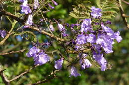 Plancia ëd Jacaranda caucana Pittier