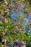 Plancia ëd Jacaranda caucana Pittier