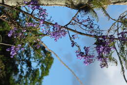 Plancia ëd Jacaranda caucana Pittier