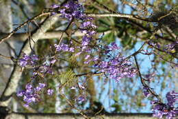 Plancia ëd Jacaranda caucana Pittier