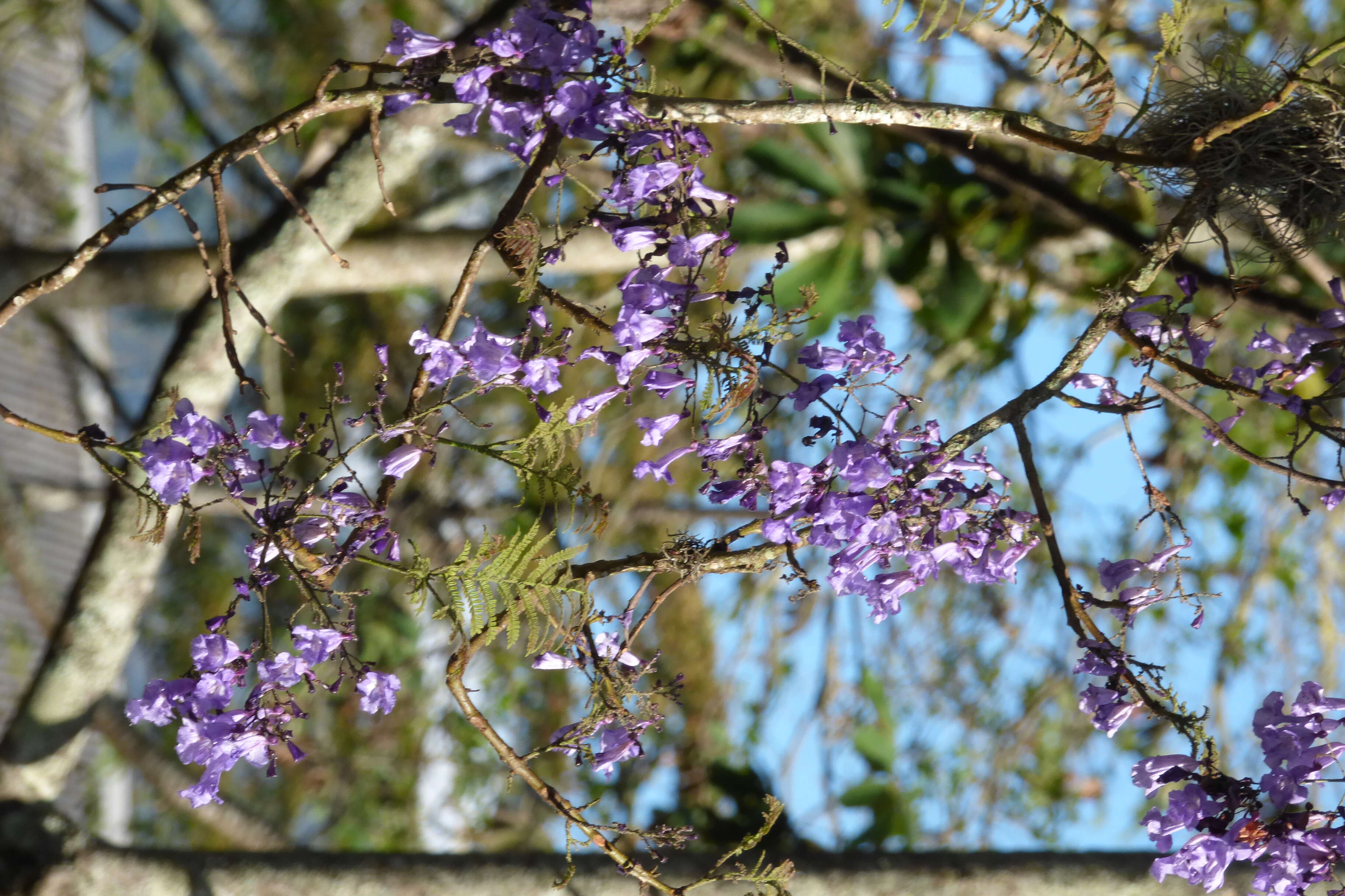 Plancia ëd Jacaranda caucana Pittier