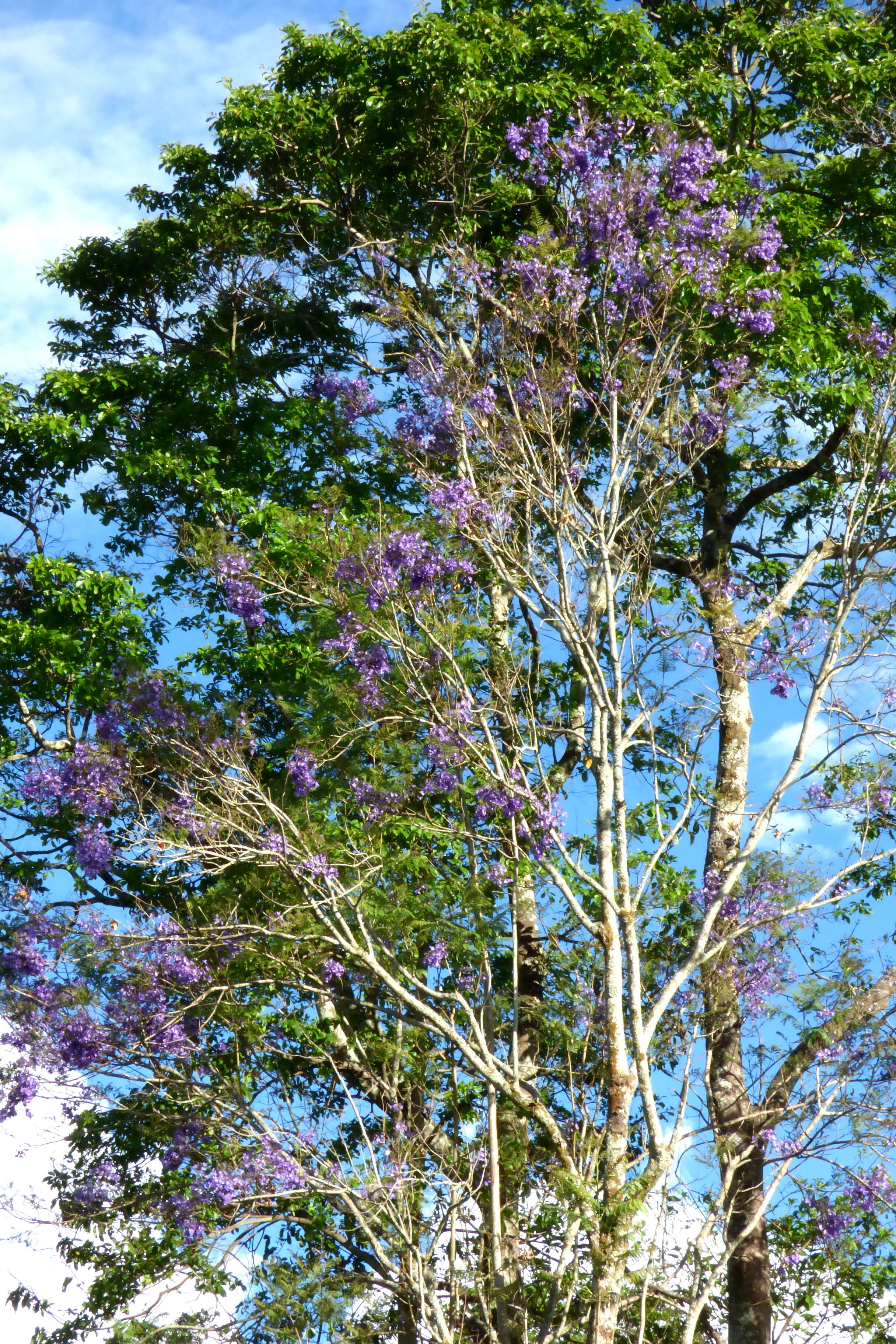 Plancia ëd Jacaranda caucana Pittier