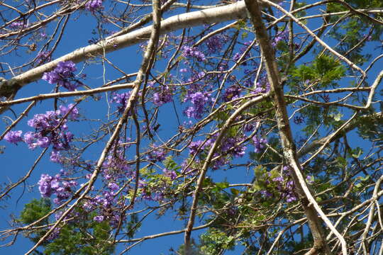 Plancia ëd Jacaranda caucana Pittier