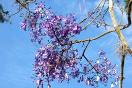 Plancia ëd Jacaranda caucana Pittier