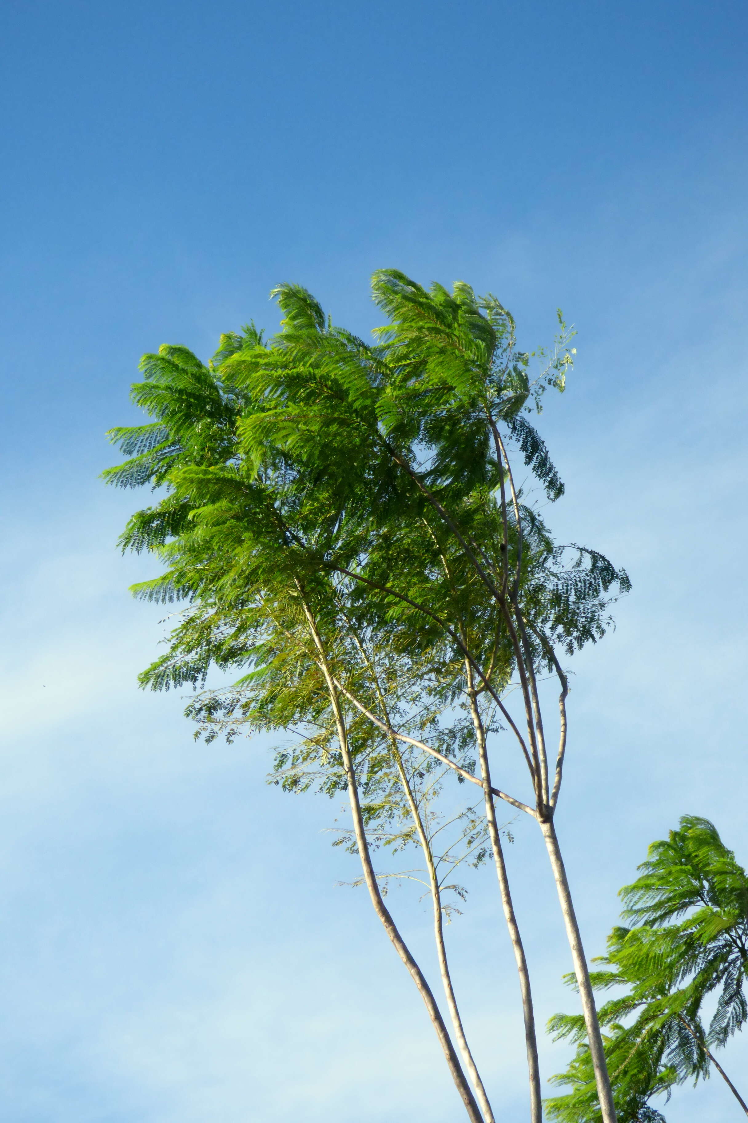 Plancia ëd Jacaranda caucana Pittier