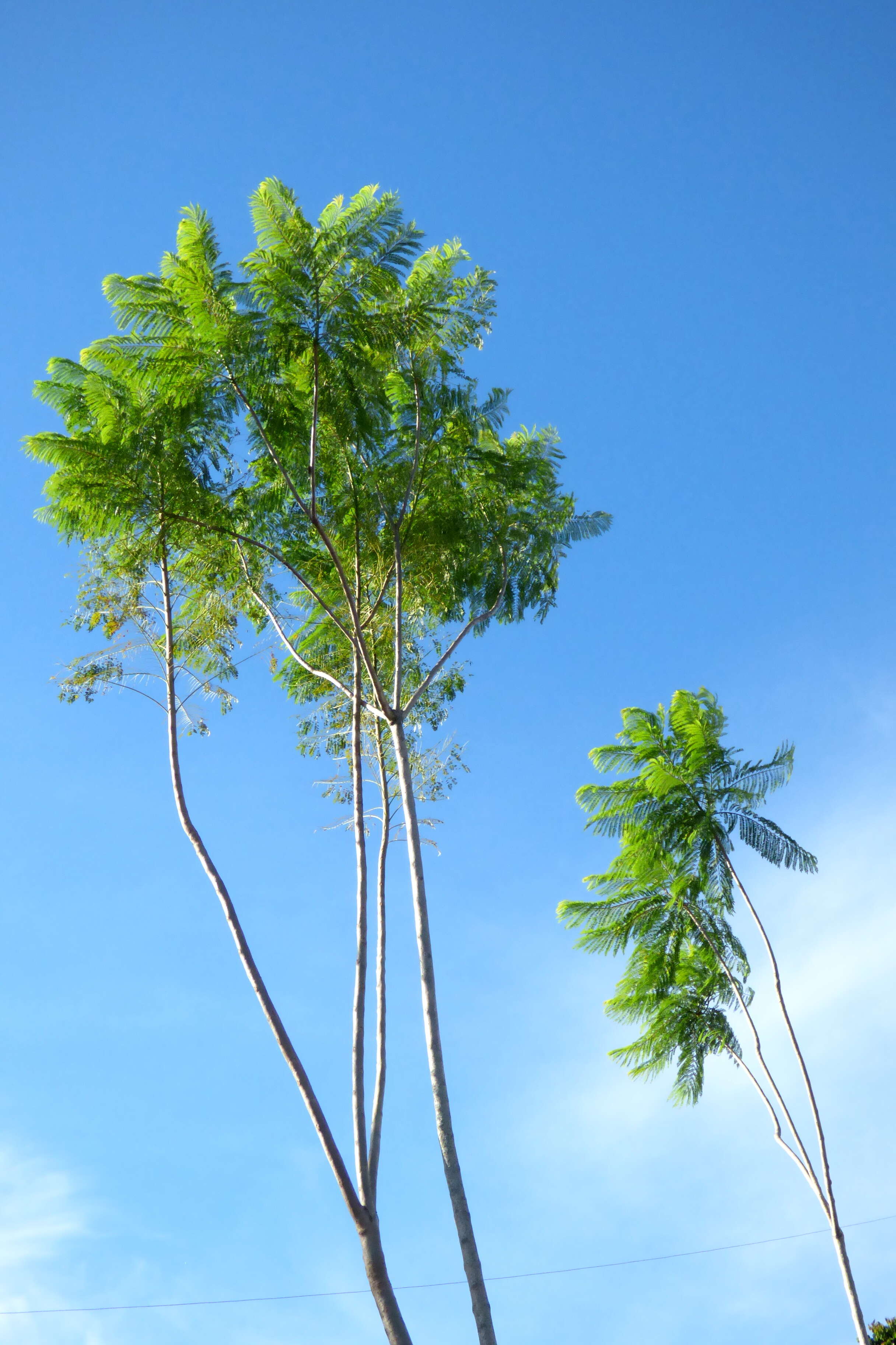 Plancia ëd Jacaranda caucana Pittier