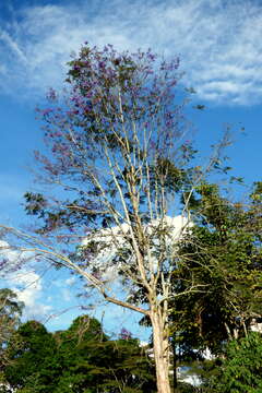 Plancia ëd Jacaranda caucana Pittier