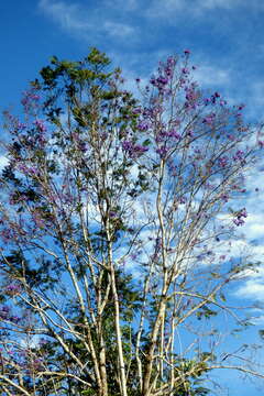 Plancia ëd Jacaranda caucana Pittier