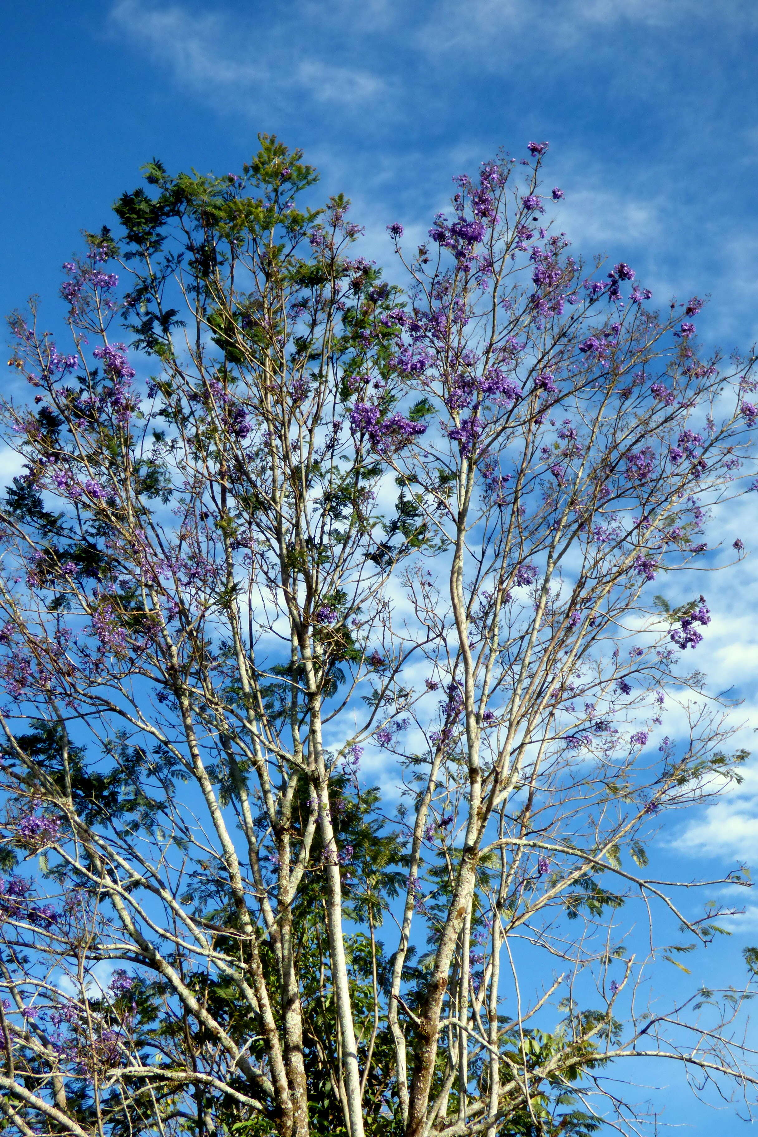 Plancia ëd Jacaranda caucana Pittier