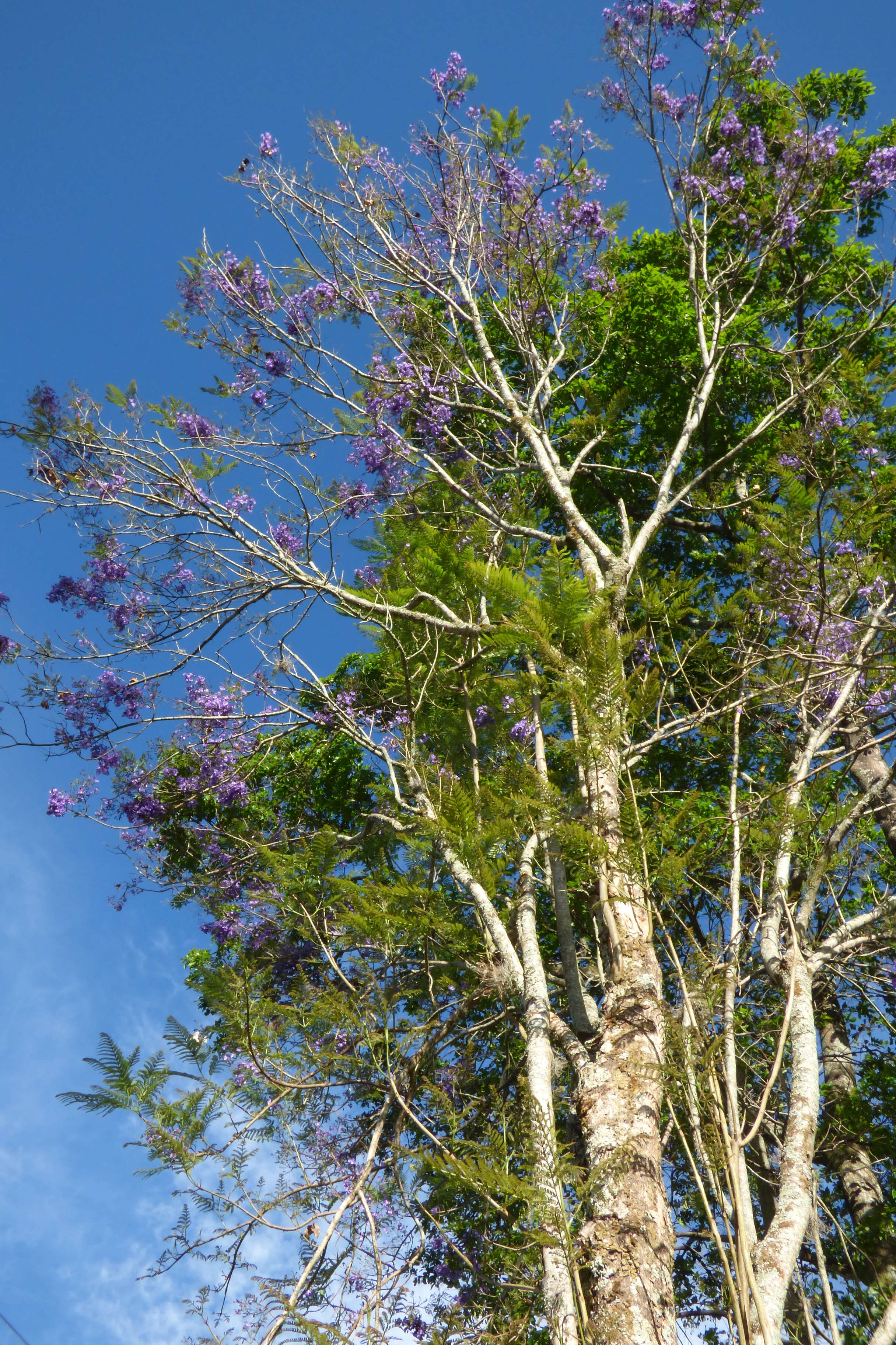 Plancia ëd Jacaranda caucana Pittier