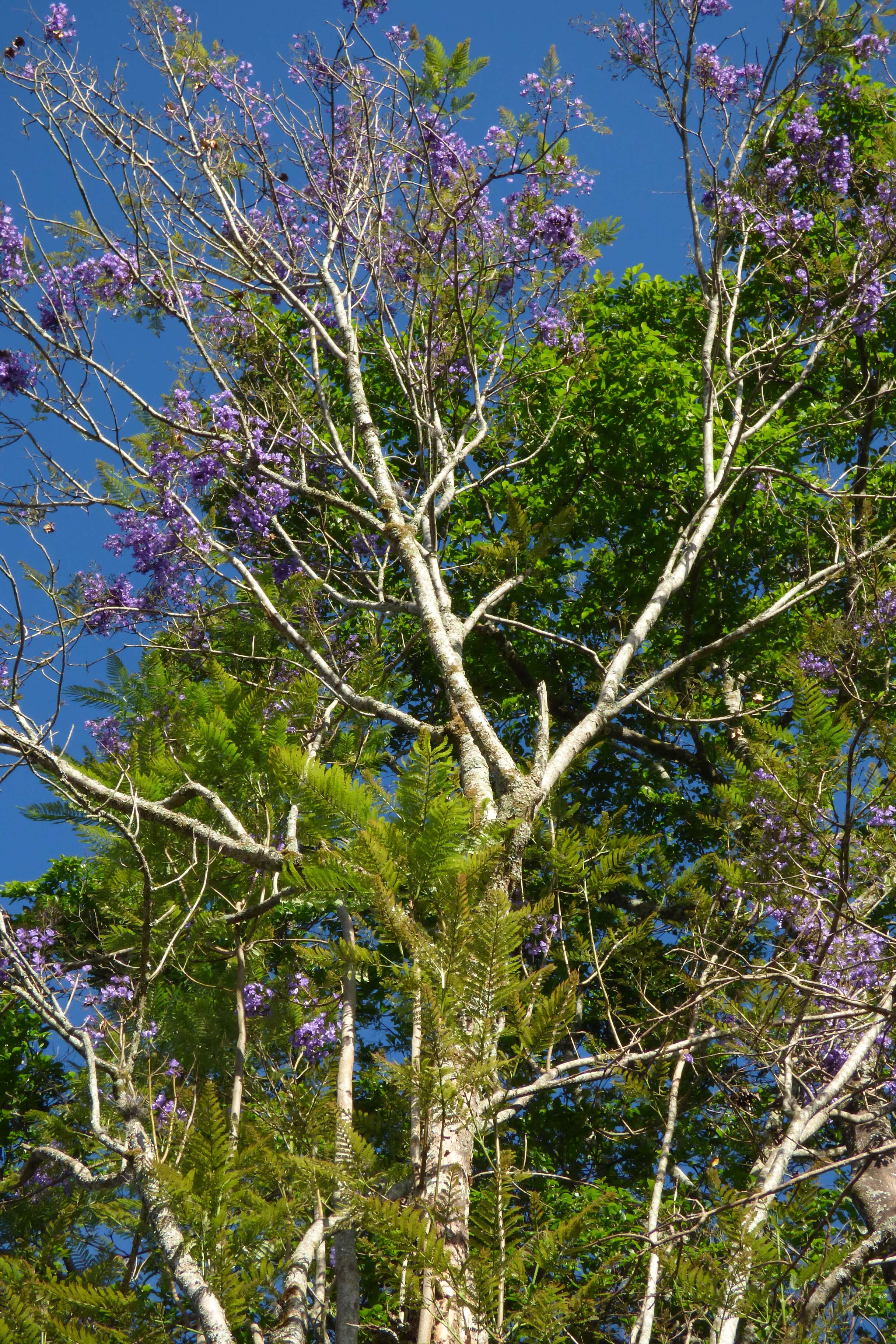 Plancia ëd Jacaranda caucana Pittier