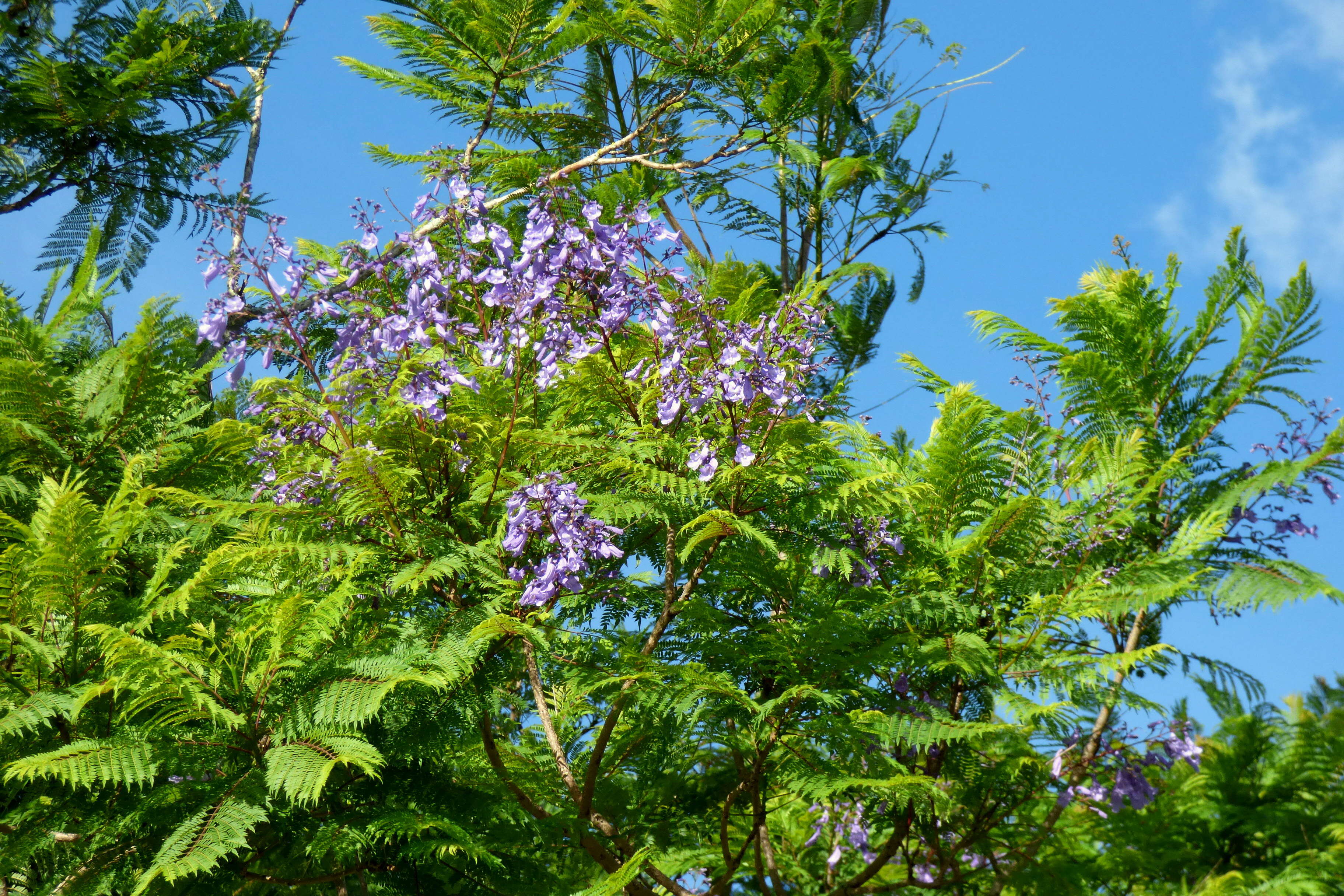 Plancia ëd Jacaranda caucana Pittier