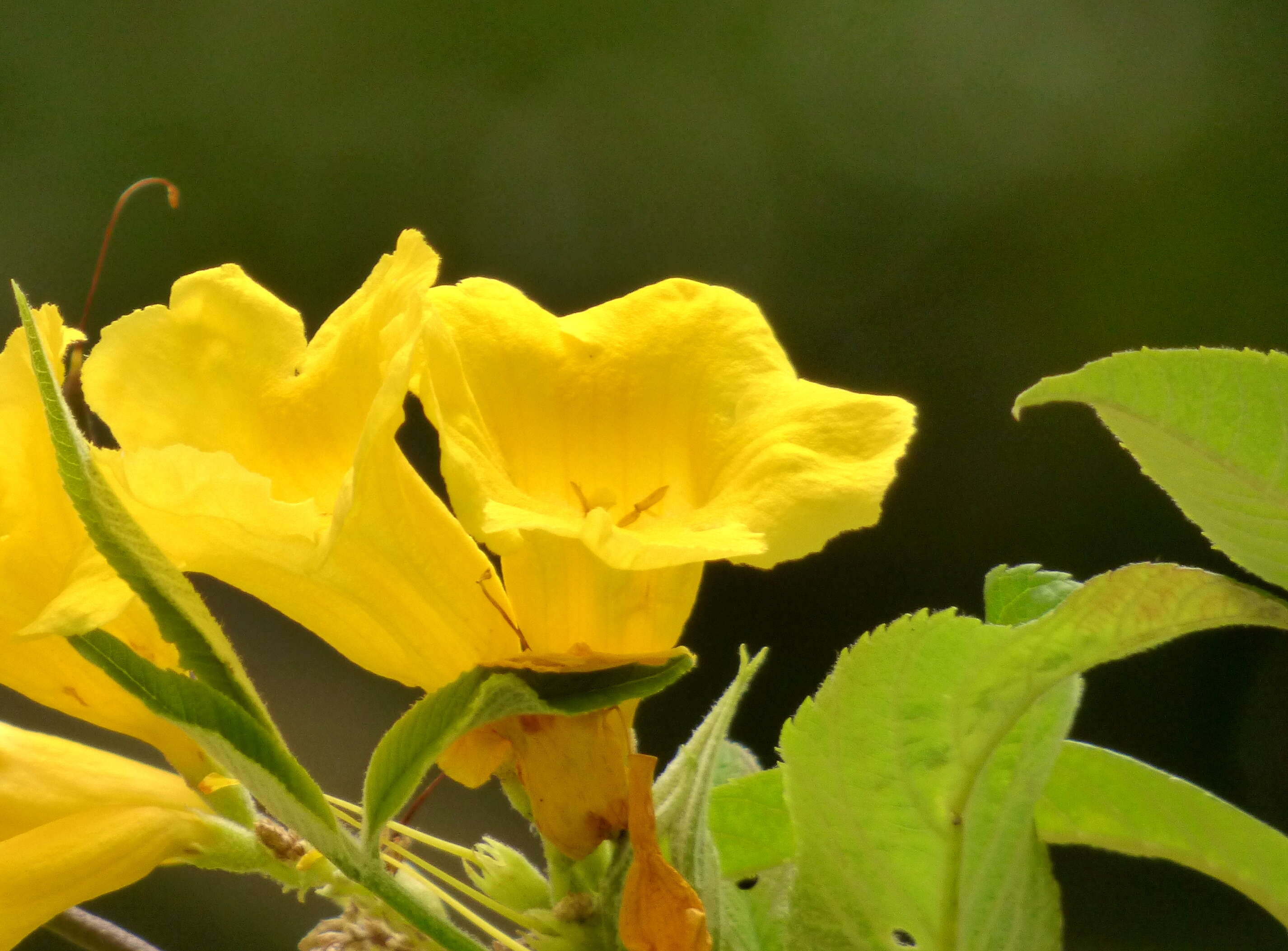 Image of Yellow bells