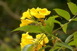 Image of Yellow bells