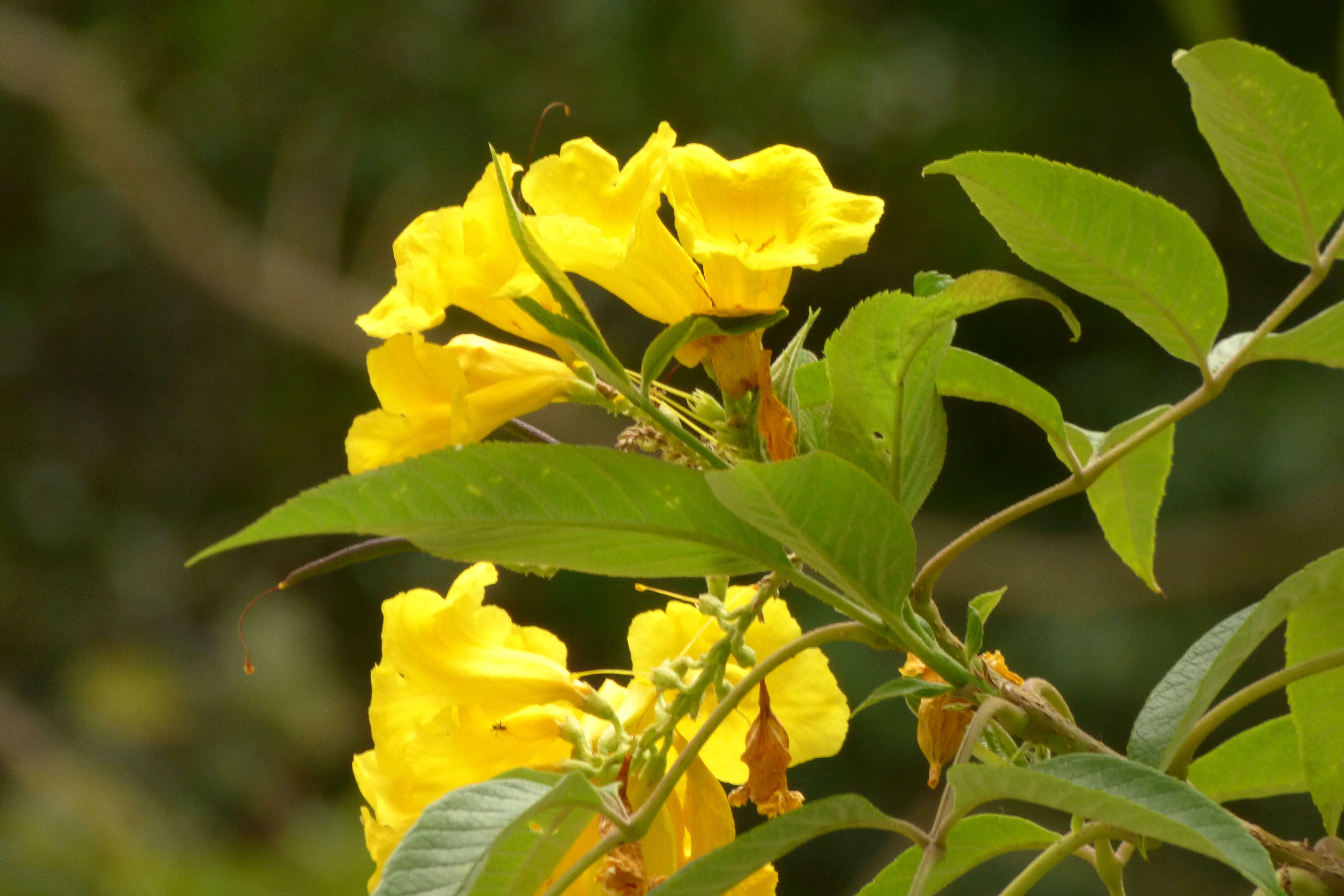 Image of Yellow bells