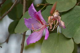 Image of Bauhinia picta (Kunth) DC.