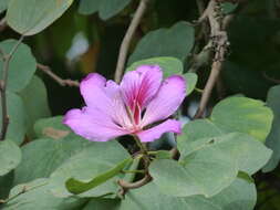 Image of Bauhinia picta (Kunth) DC.