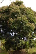 Image of Bauhinia picta (Kunth) DC.