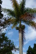 Image of Cuban Royal Palm