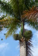 Image of Cuban Royal Palm