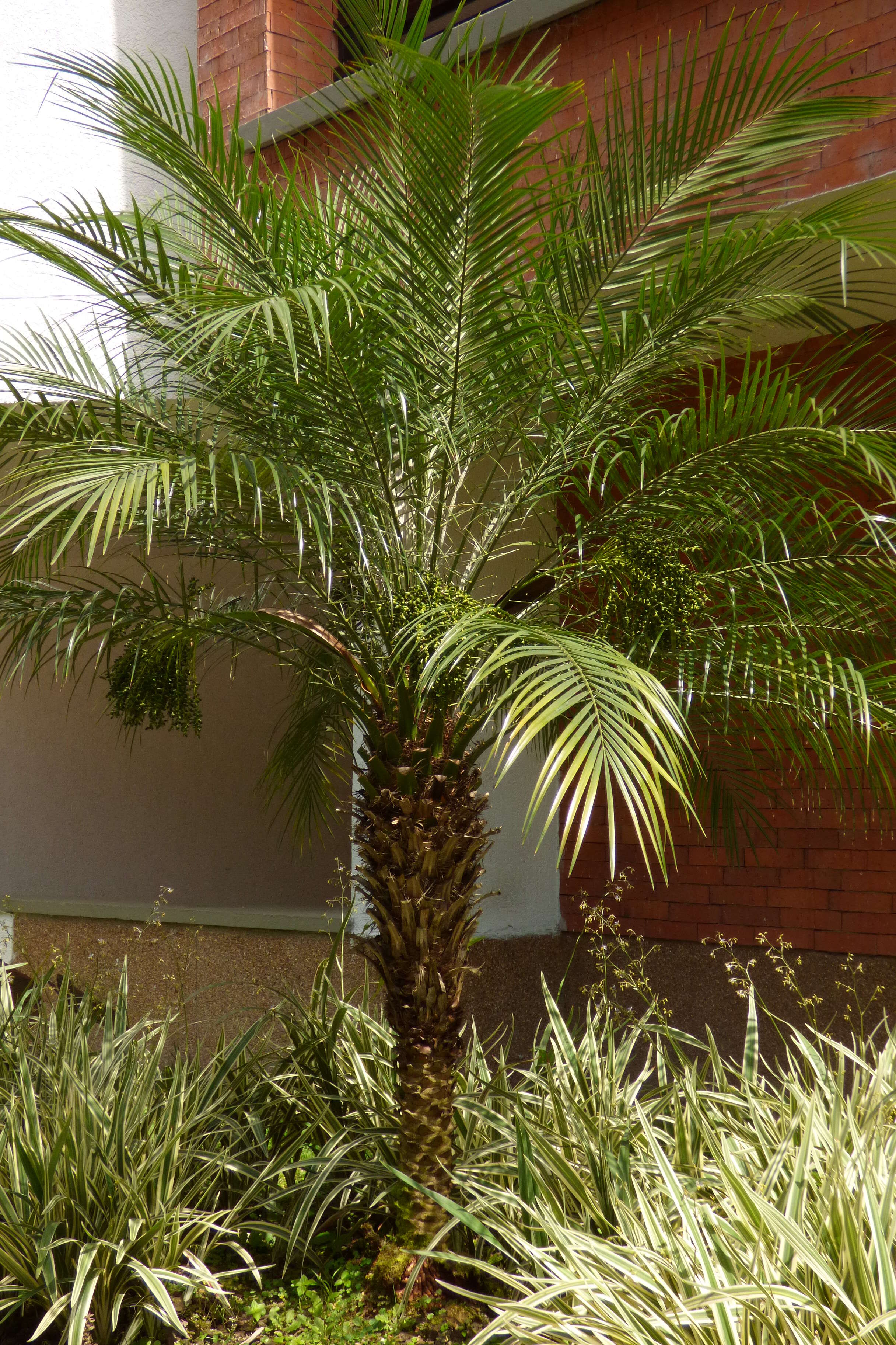 Image of pygmy date palm