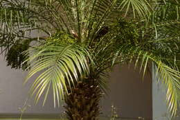 Image of pygmy date palm