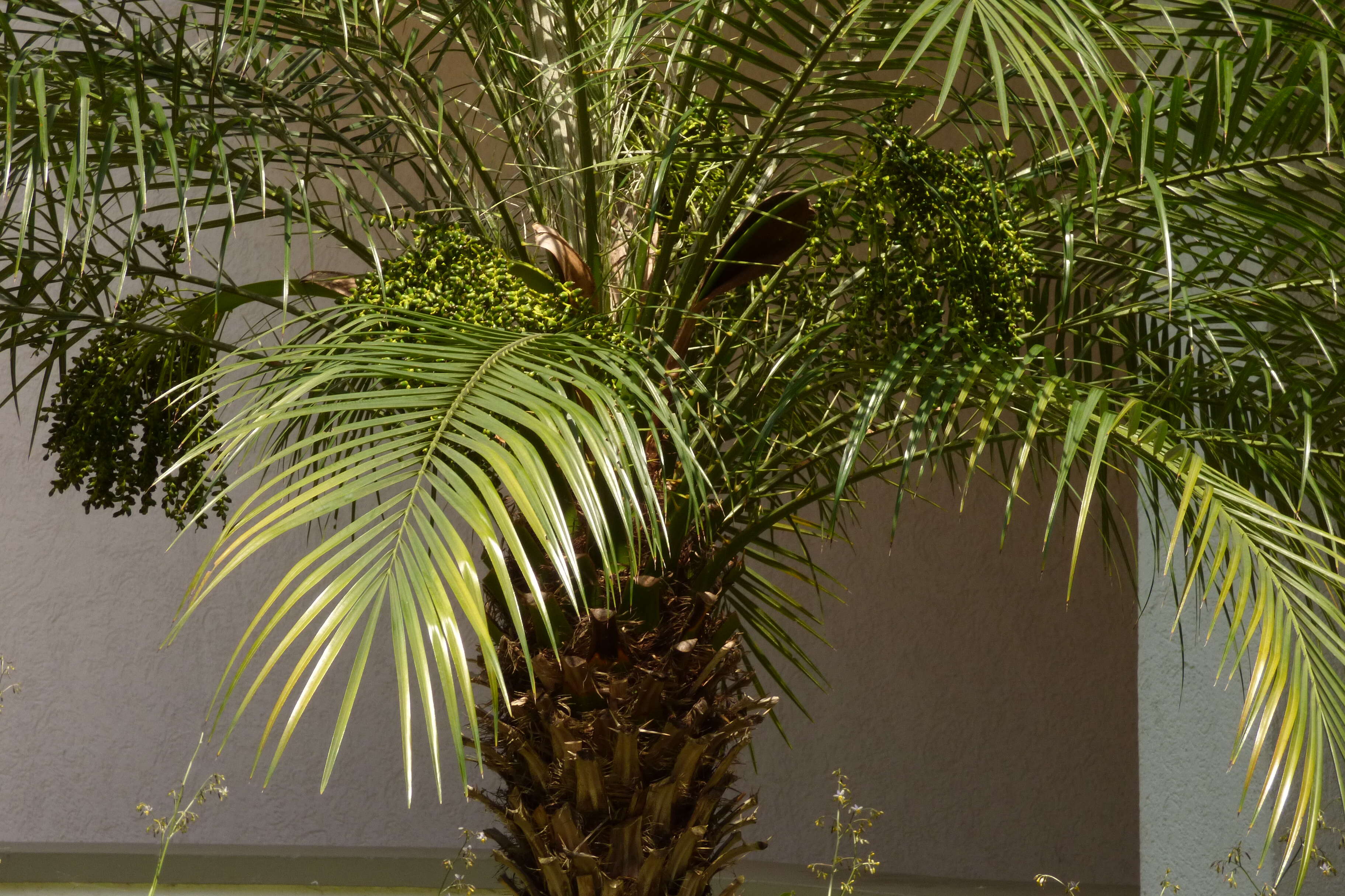 Image of pygmy date palm