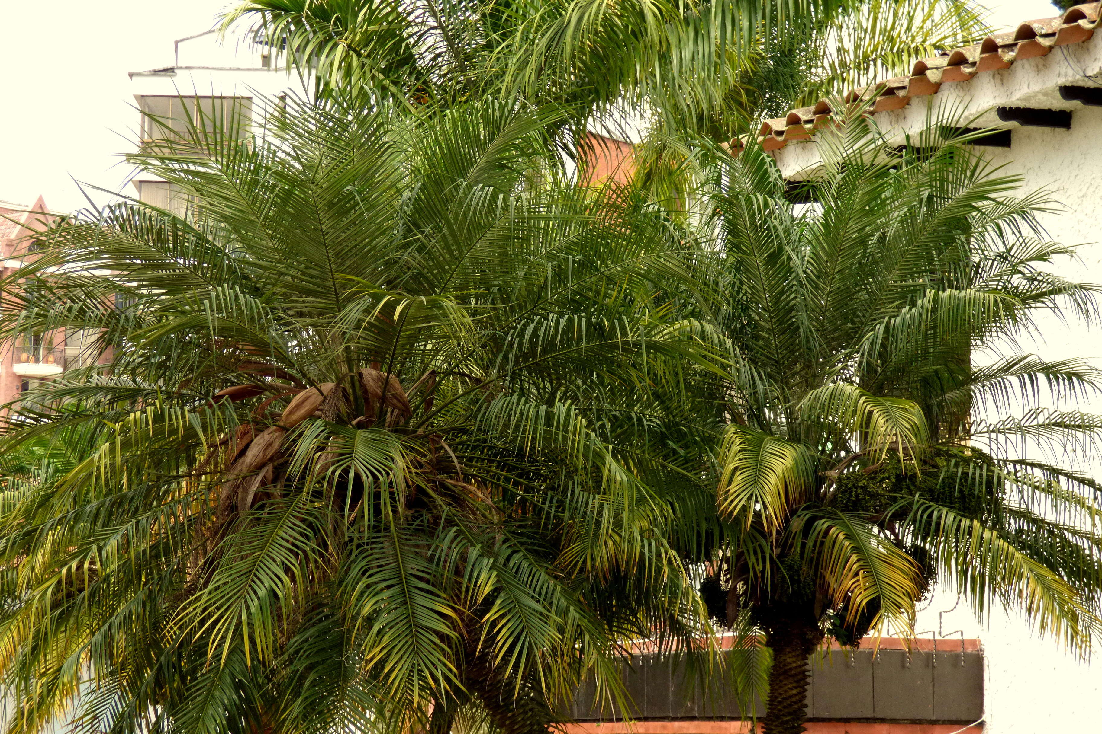 Image of pygmy date palm