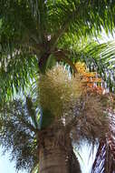 Image of Cuban Royal Palm