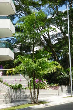 Image of Burmese fishtail palm