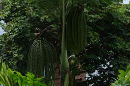 Image of Burmese fishtail palm