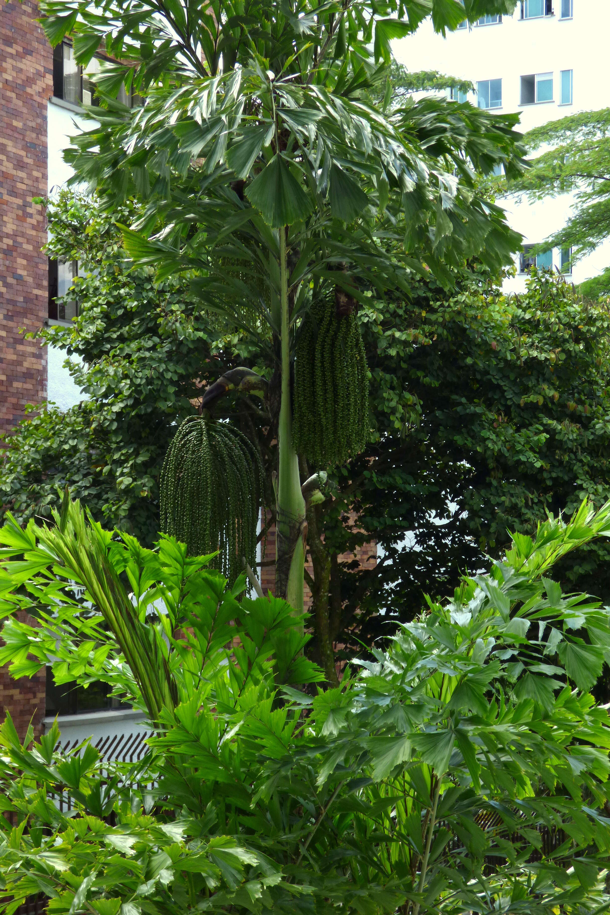 Image of Burmese fishtail palm