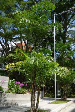 Image of Burmese fishtail palm