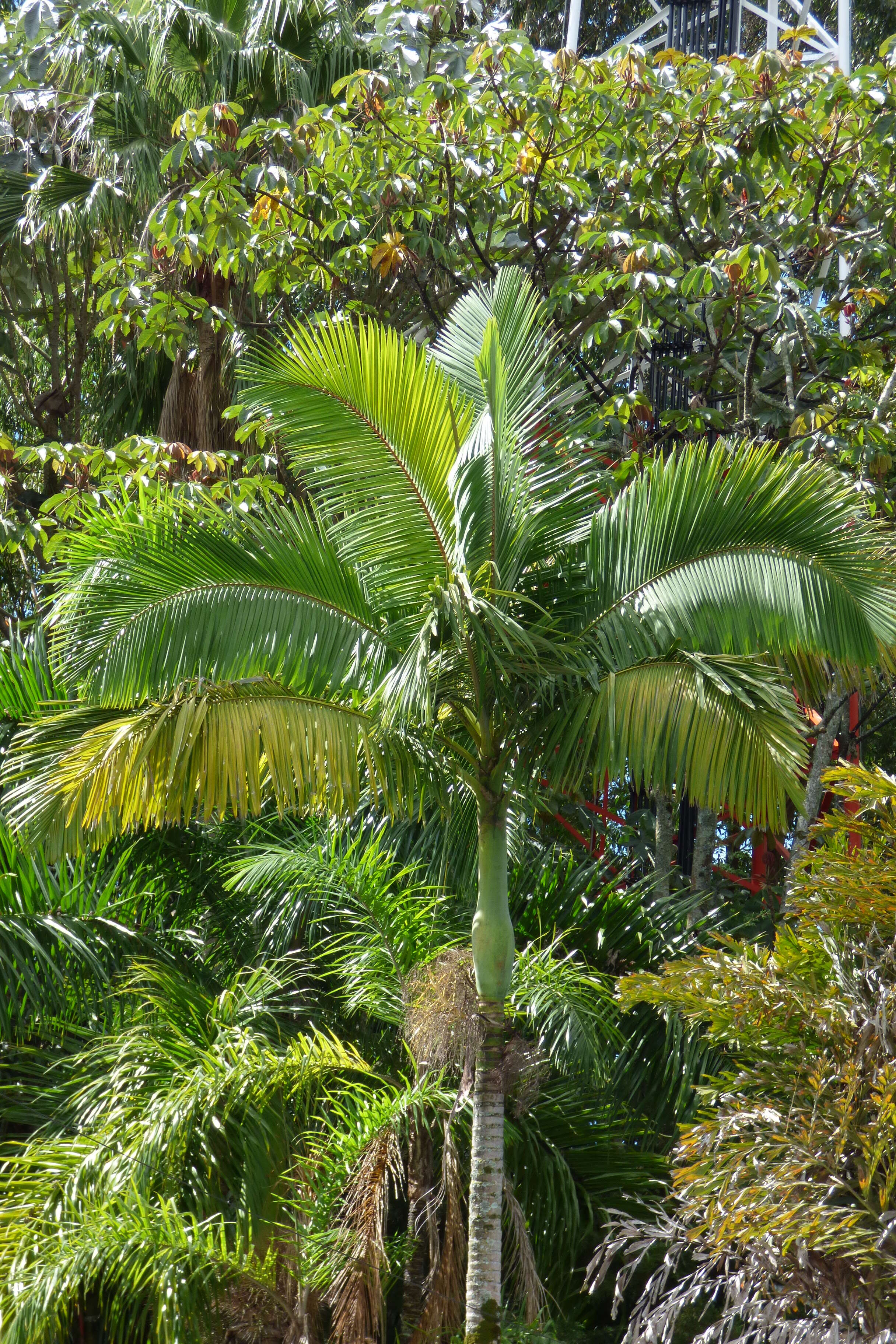 Image de Archontophoenix alexandrae (F. Muell.) H. Wendl. & Drude