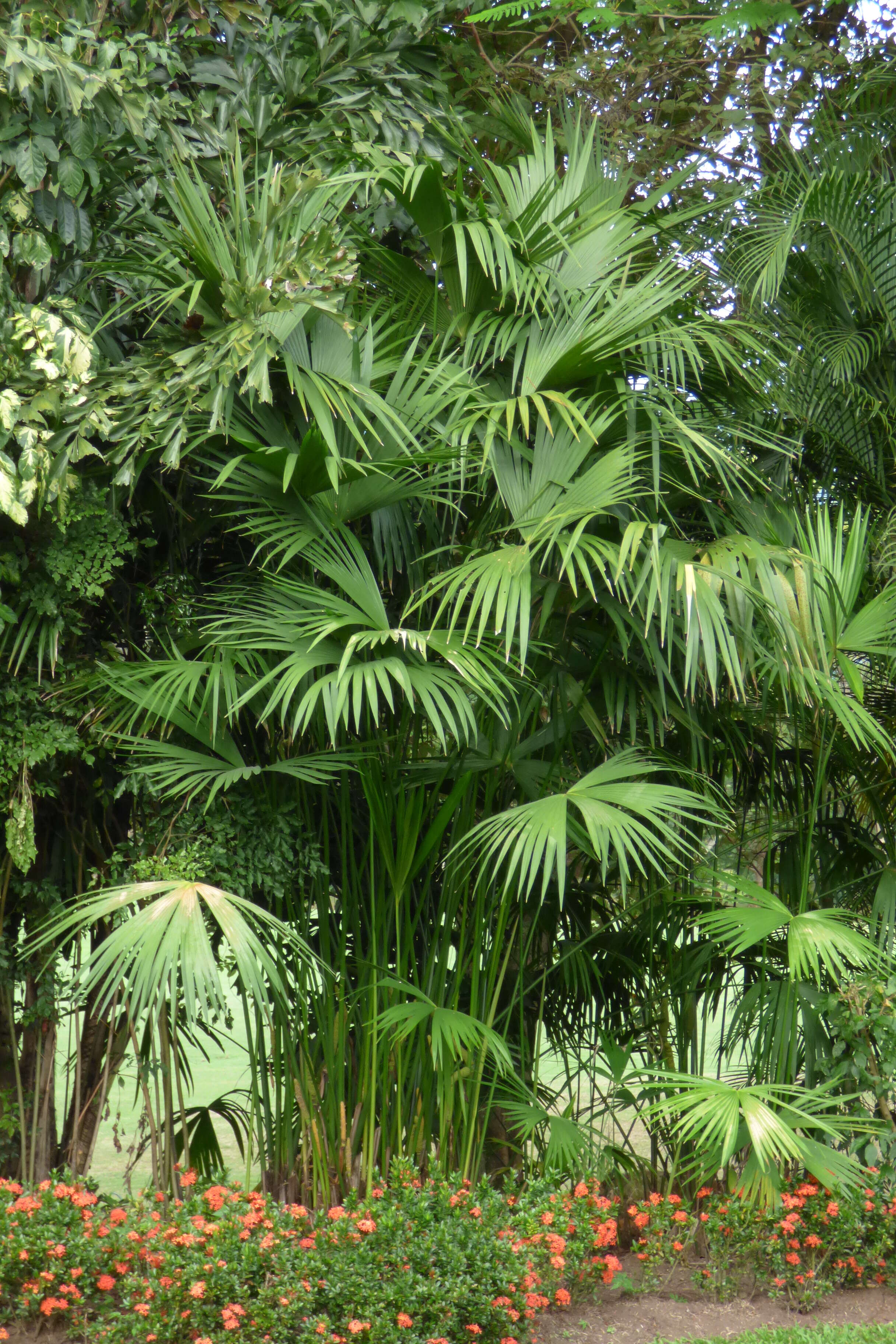 Image of Panama Hat Plant