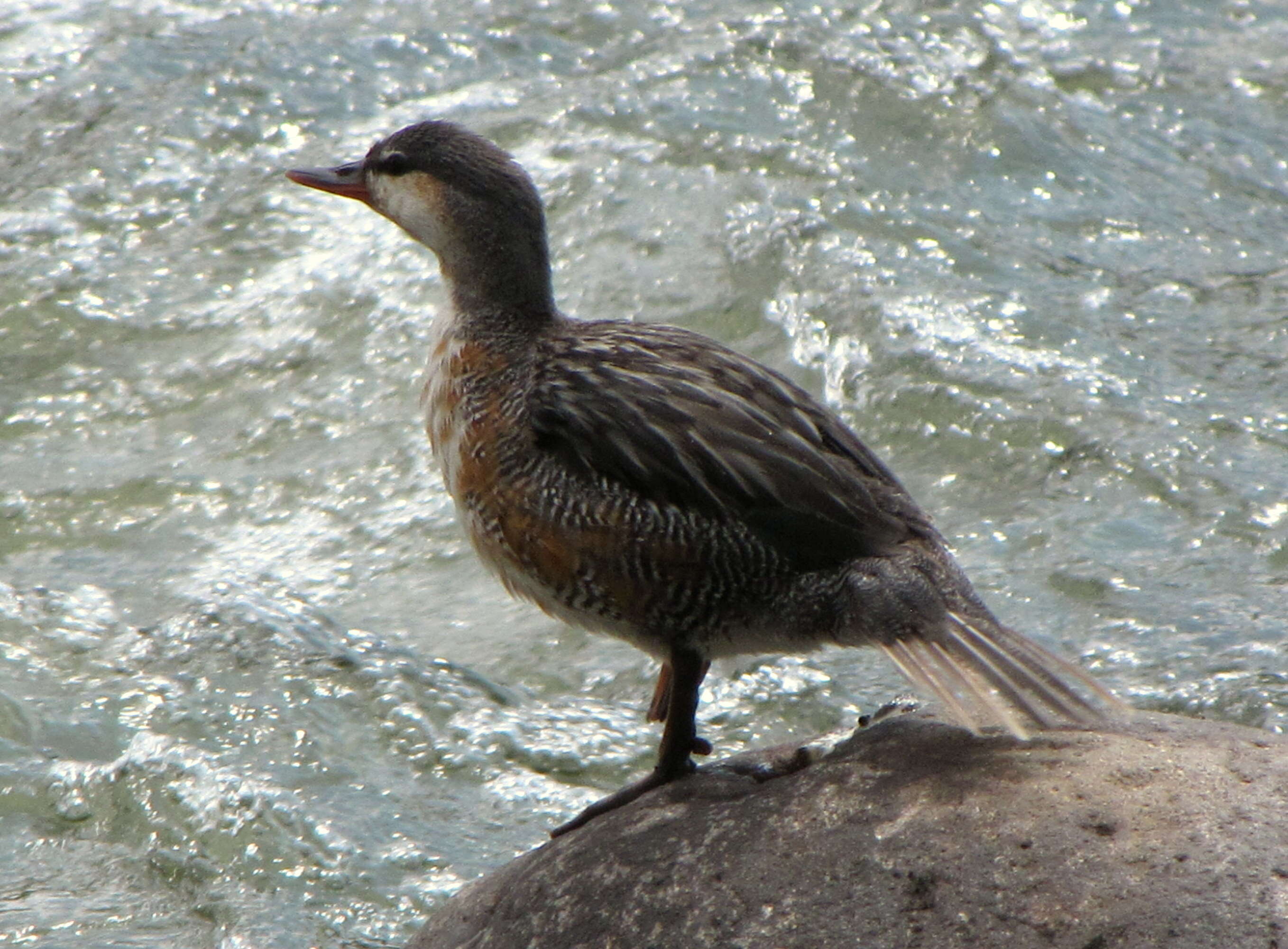 Image of Merganetta Gould 1842