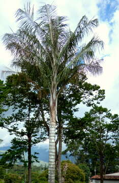 Image of wax palm