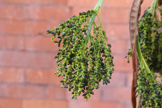 Image of pygmy date palm