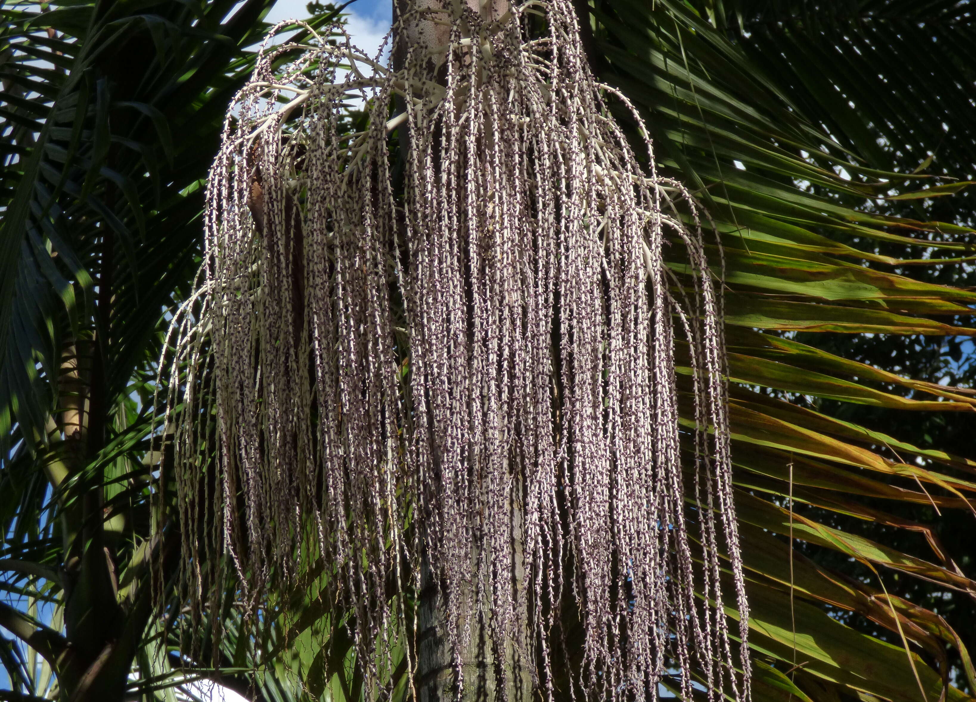 Image of Archontophoenix cunninghamiana (H. Wendl.) H. Wendl. & Drude