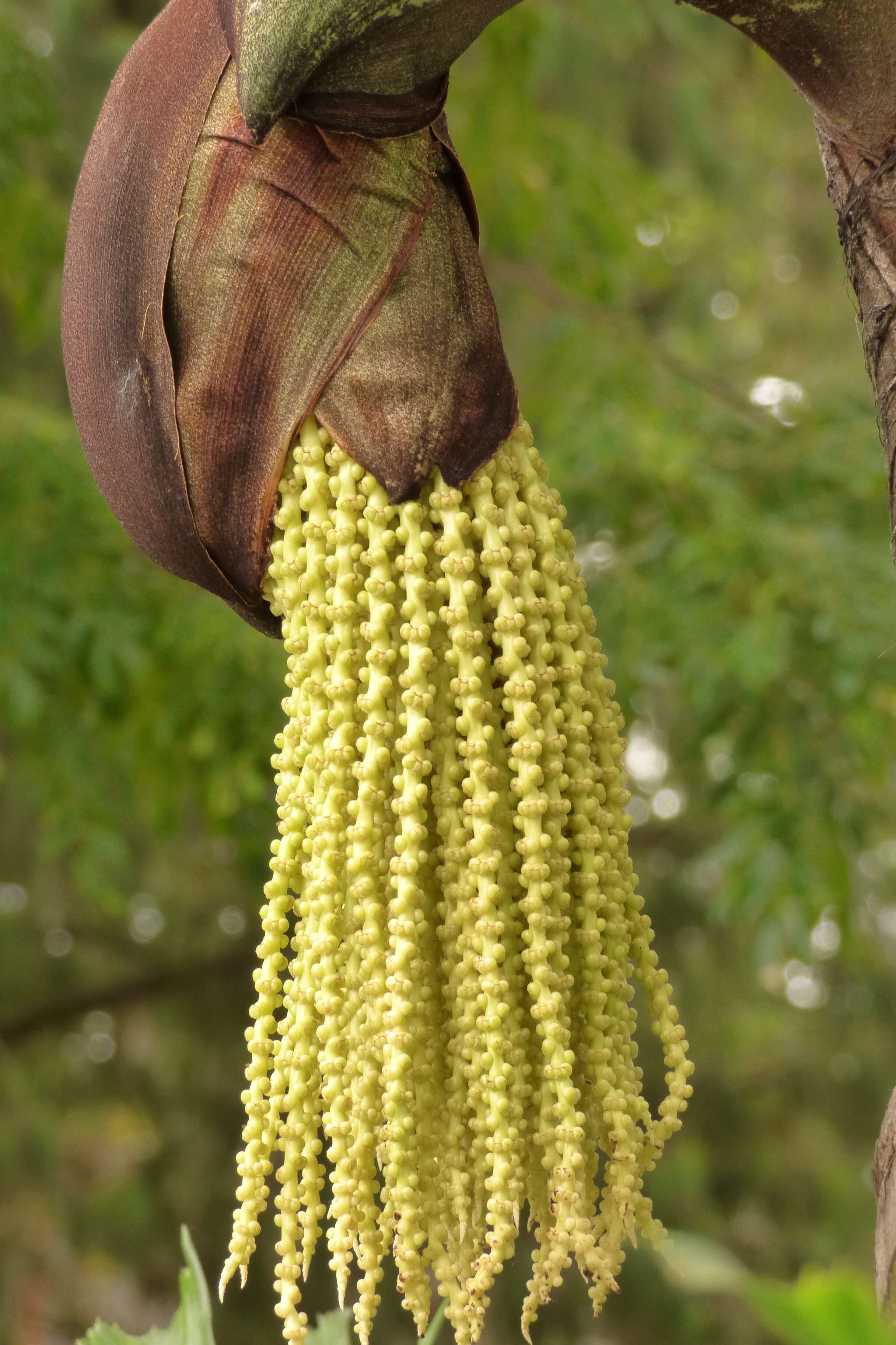 Image of Burmese fishtail palm