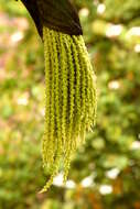 Image of Burmese fishtail palm