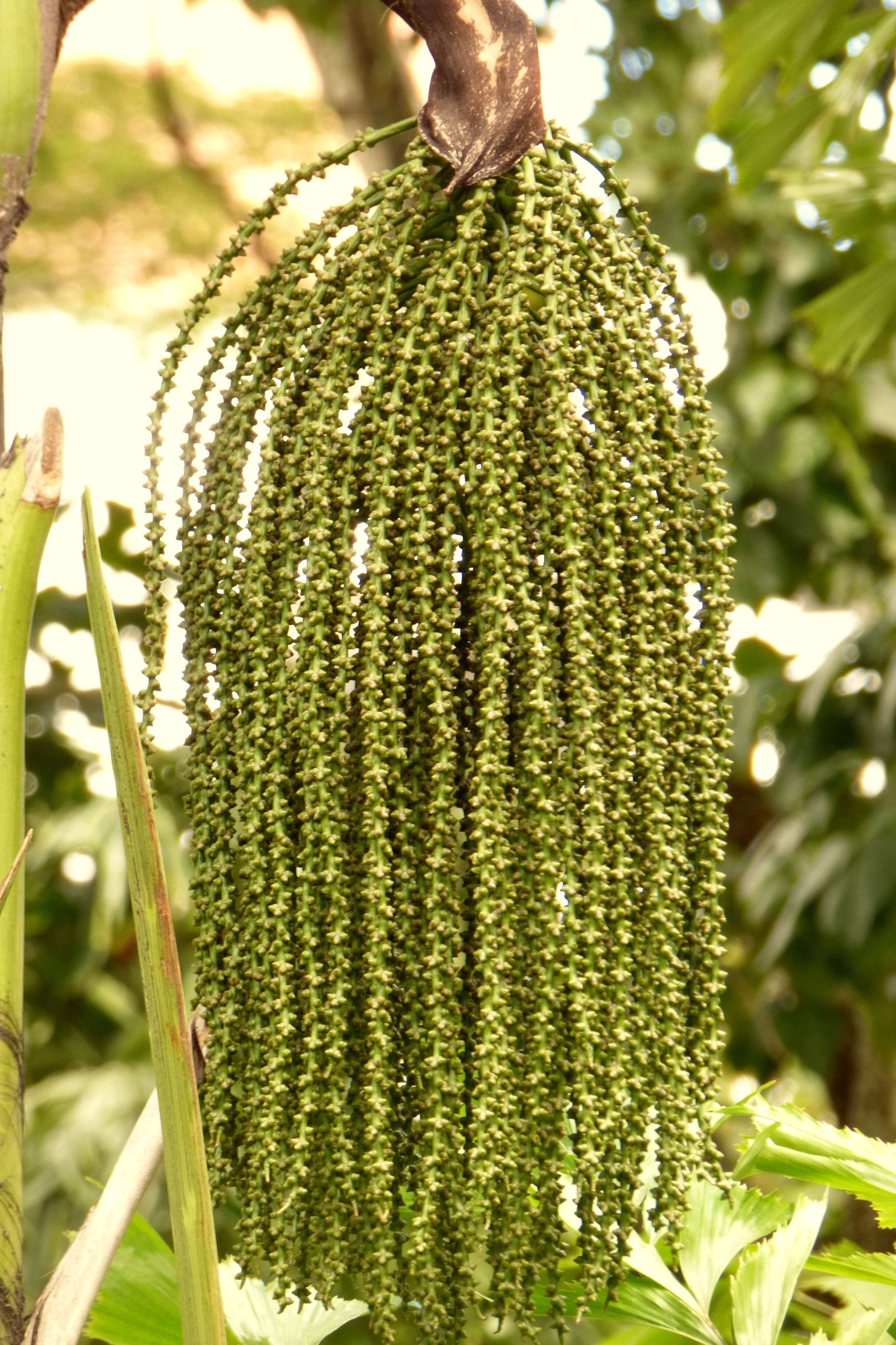 Image of Burmese fishtail palm