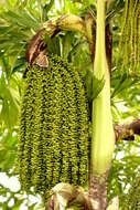 Image of Burmese fishtail palm