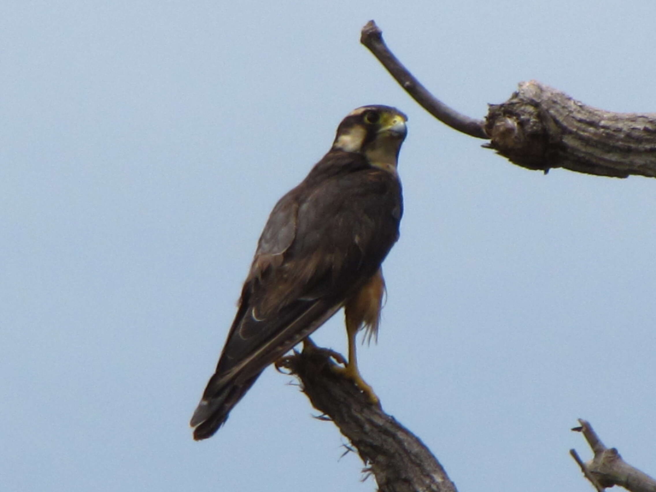 Слика од Falco femoralis Temminck 1822