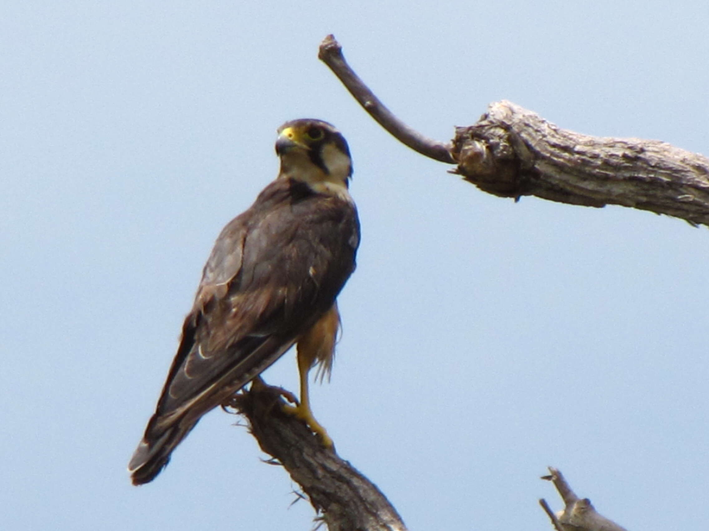 Plancia ëd Falco femoralis Temminck 1822