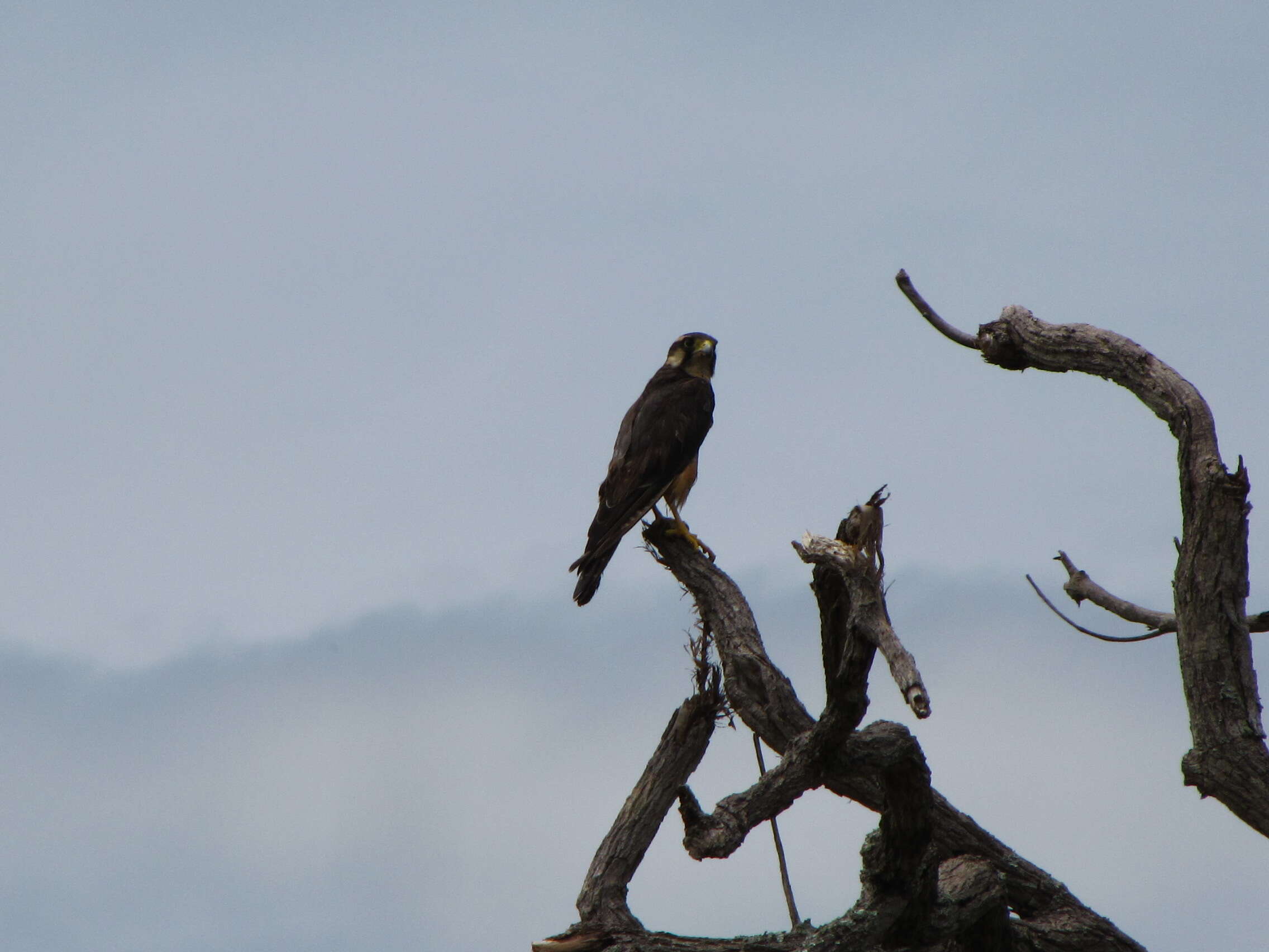 Falco femoralis Temminck 1822 resmi